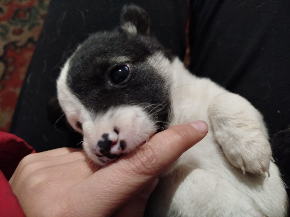 Отдам в добрые руки собак