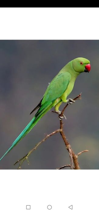 Попугай ожереловый с клеткой