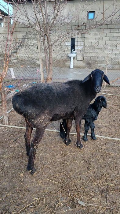 Қозылы қой сатылады