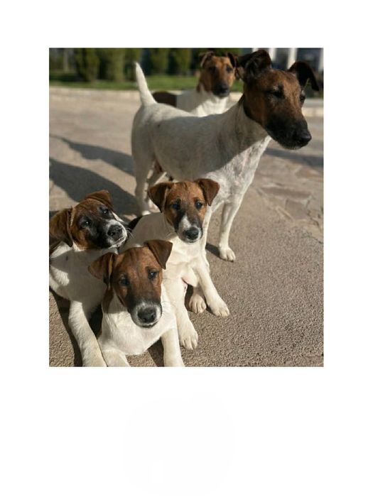 Гладкокосмест фокстериер