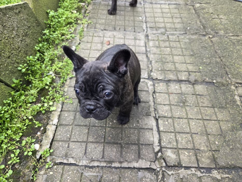 Френски булдог на 2 месеца