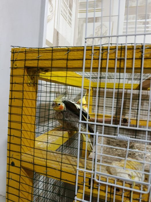 Корелла попугай уйасы менен