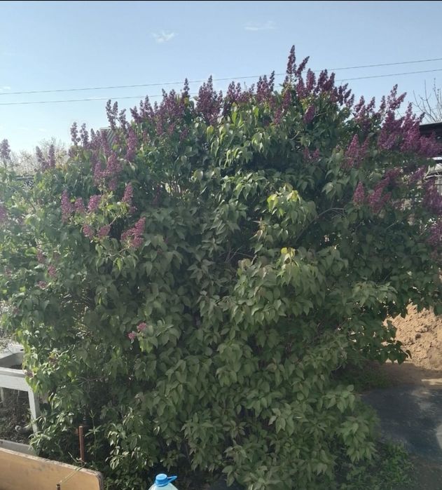 Дача на Бугарках