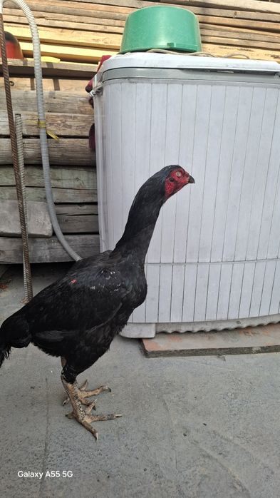 Дакан сатылады 3 штук