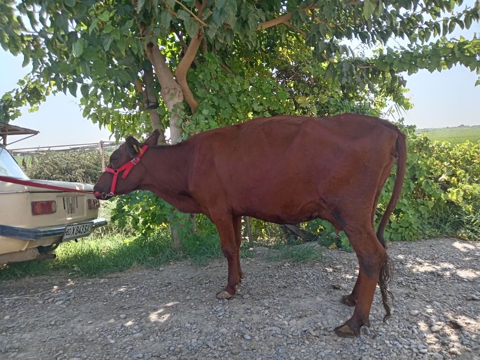 Eston sigir sotiladi.
