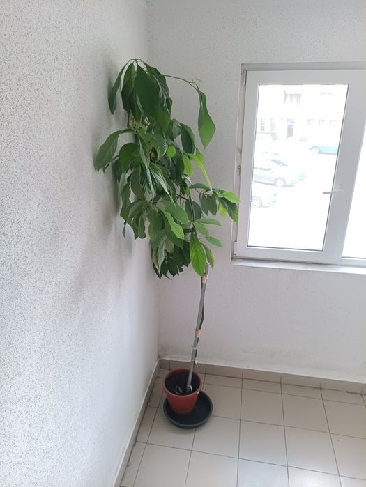 Продавам дърво авокадо