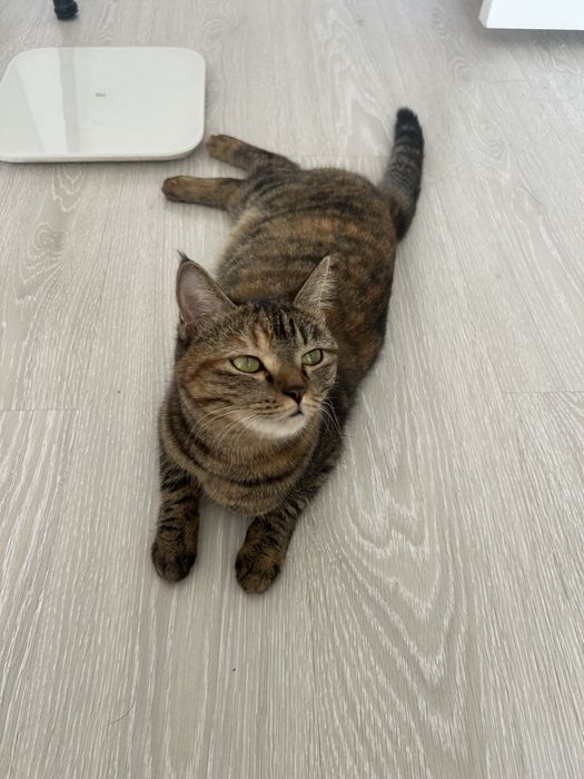 Отдам кошку Мию в добрые и заботливые руки