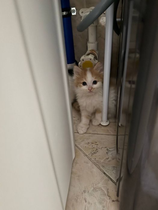 Продаются котята от золотистой шиншиллы и скоттишстрайта