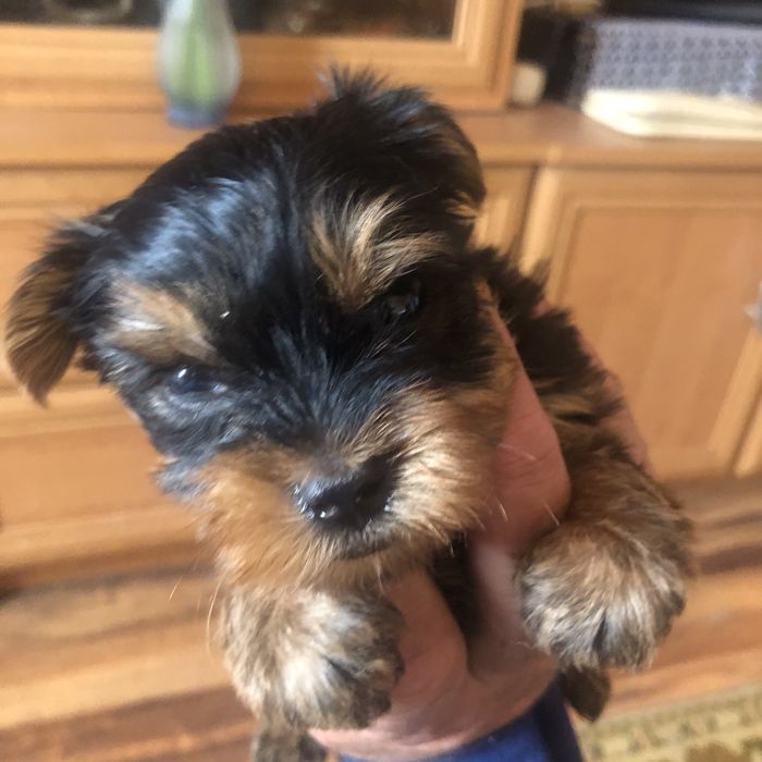 Yorkshire Terrier mini