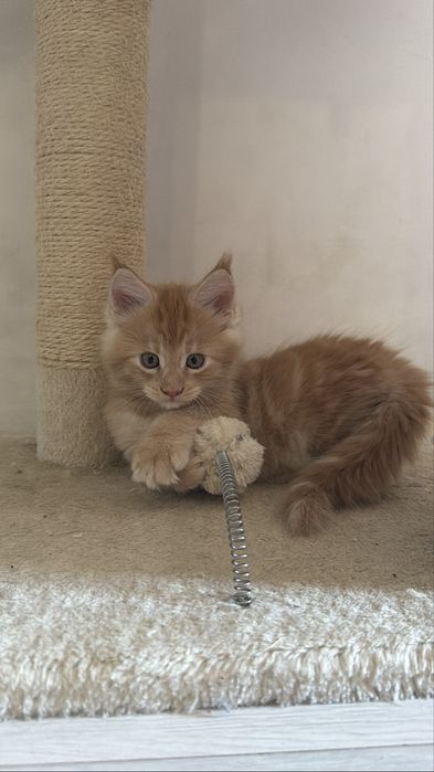 Котенца Мейн Куун