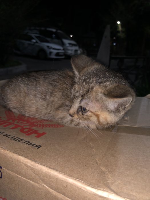 Котятя, бесплатно.