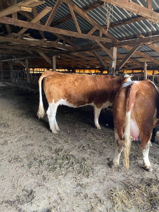 Vând junincă gestantă