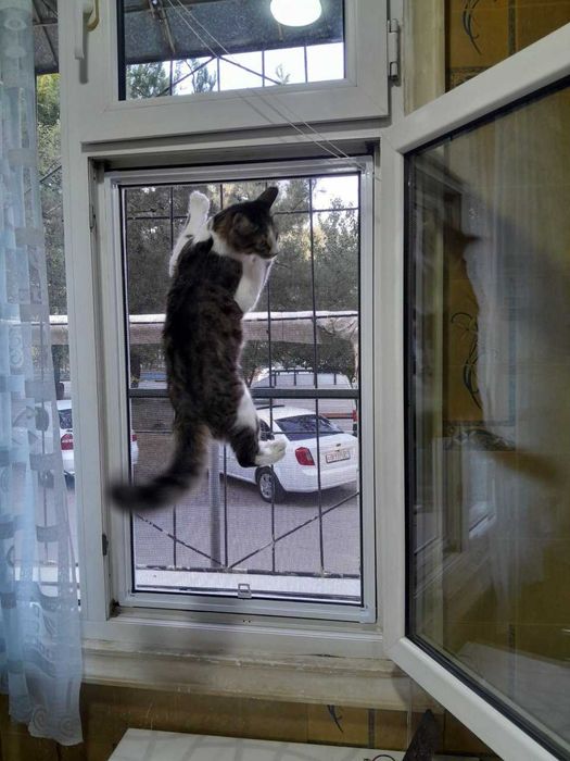 Сетка Антикошка — прочная москитная сетка для безопасности питомцев