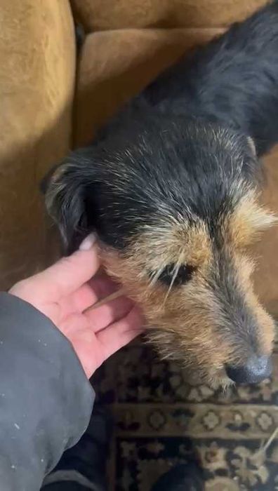 Ищем ответственных хозяев!