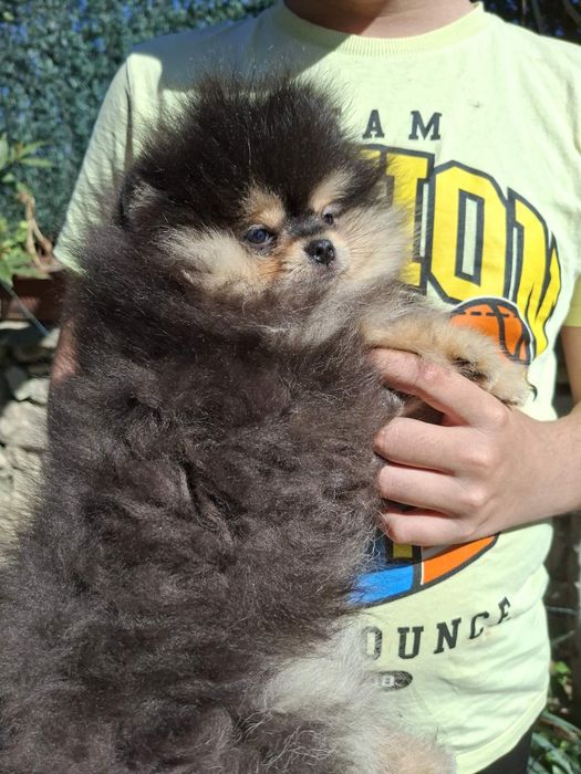 Померан момченце