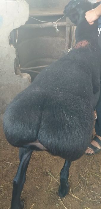 Кассоб сервис хизмати Ассаламу алейкум азизлар юз фоиз соглом куйлар .