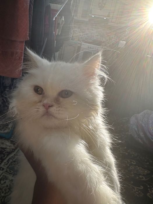 Кошка белый парода