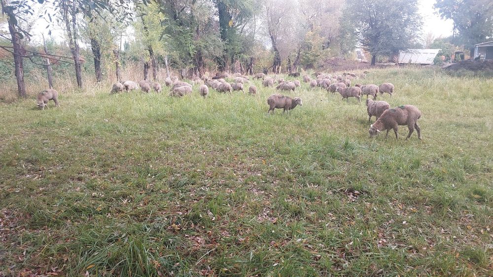 Продам баран 82 головы