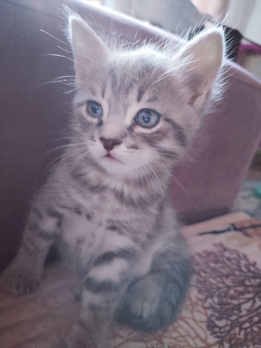 Красивые котята!