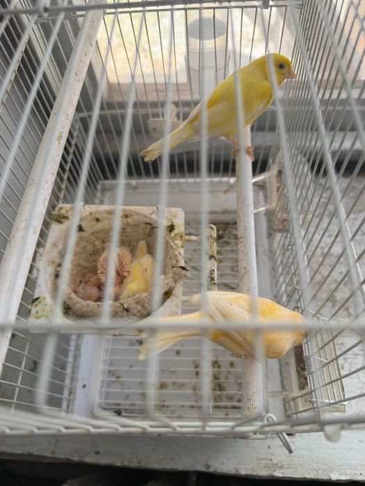 Канарейки на продажу