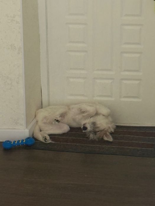 Отдам молодого кобеля