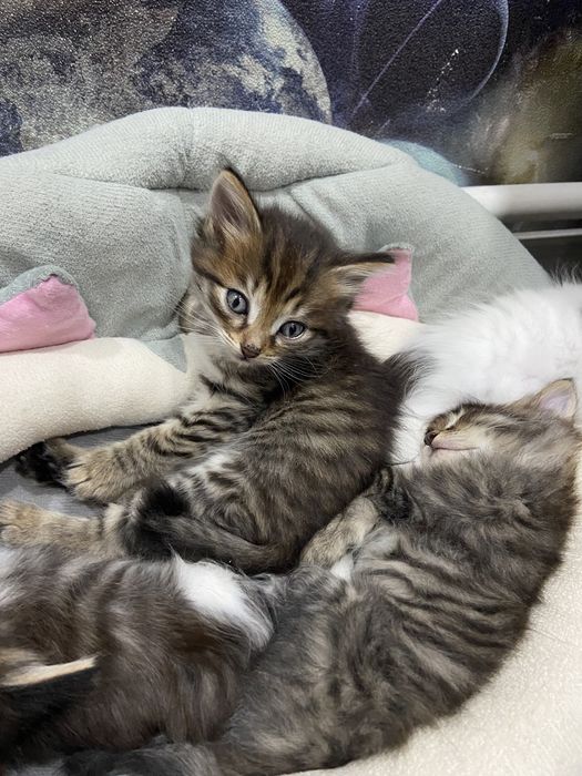 Отдам в хорошие руки котят