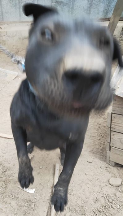 Отдам Породистого щенка