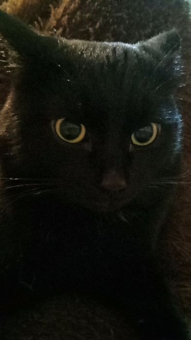 Верните кота пожалуйста