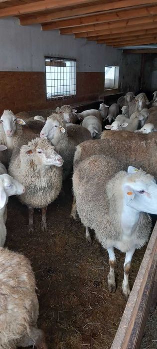 Продавам овце!!!