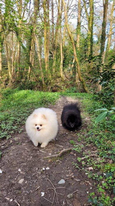 Pomeranian fetiță vis