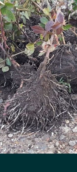 Drajoni( butași) zmeură HIMBOTOP,POLKA și mure remontante