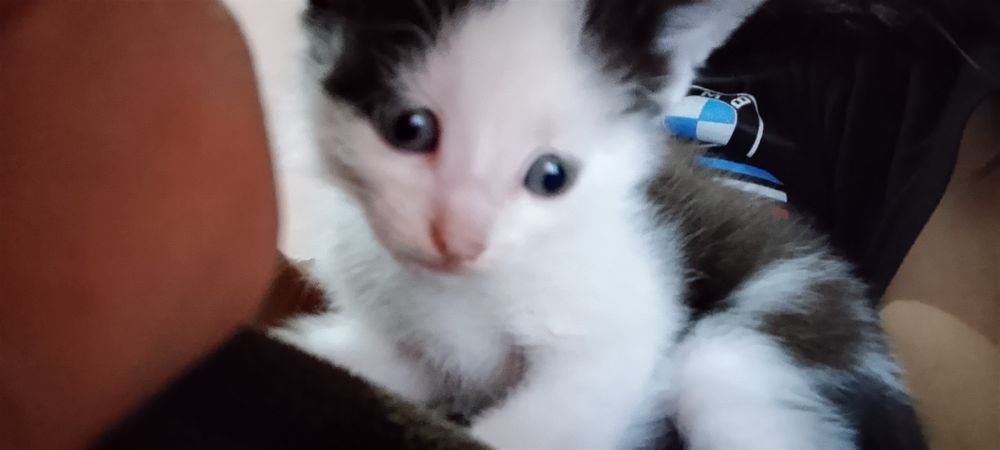 Мушиклар хадияга