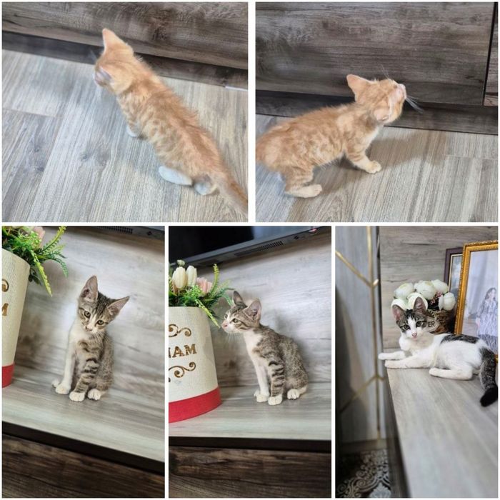 Котята в добрые руки!