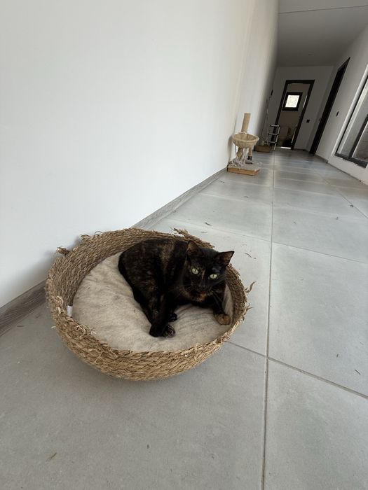 Ofer spre adoptie trei pisici