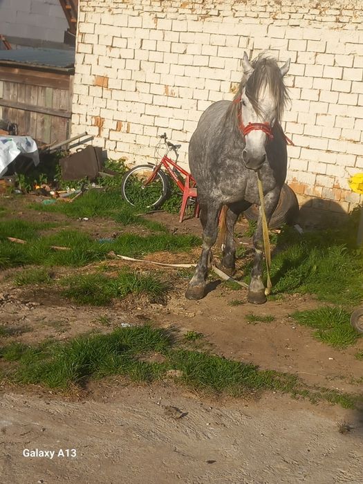 Vând iapa de 4 ani cuminte la ham