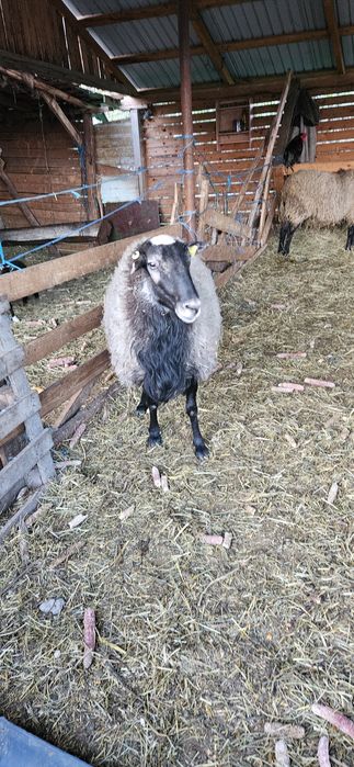 De vanzare berbeci Romanov