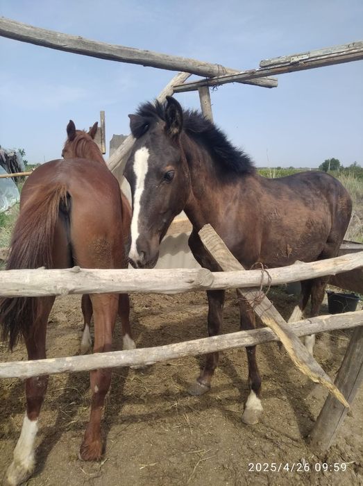 Келиб куринг 30 мл га берамиз