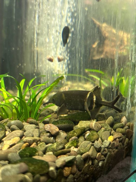 Продам аквариуных рыбок и растания