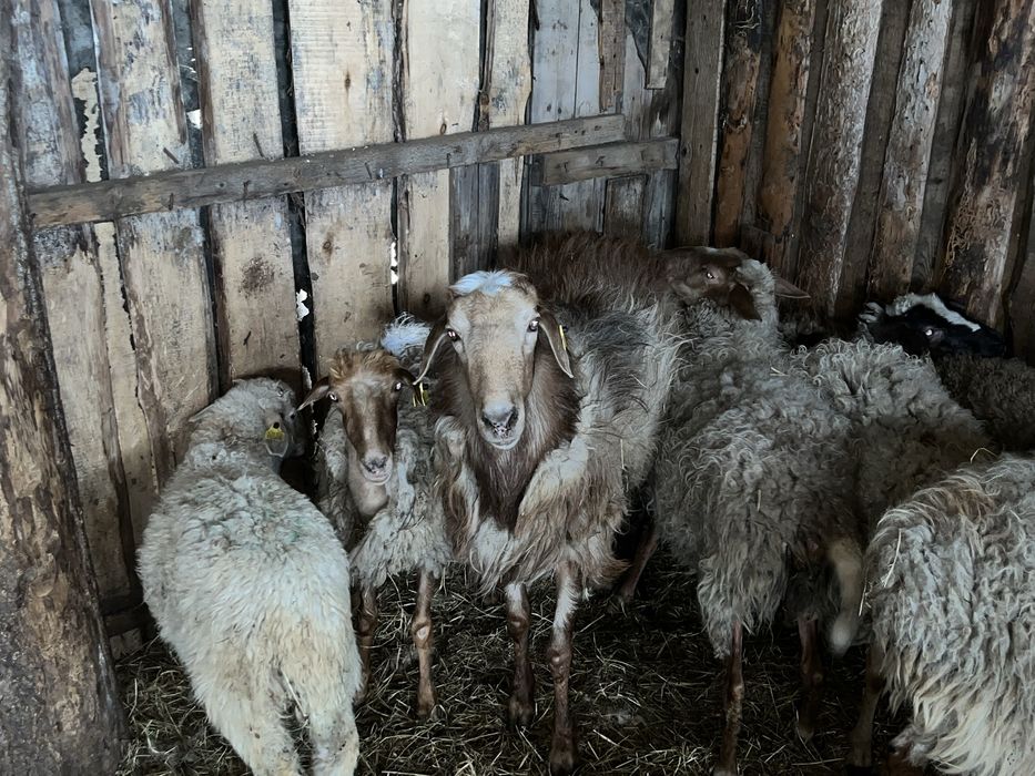 Гиссарски кошкар