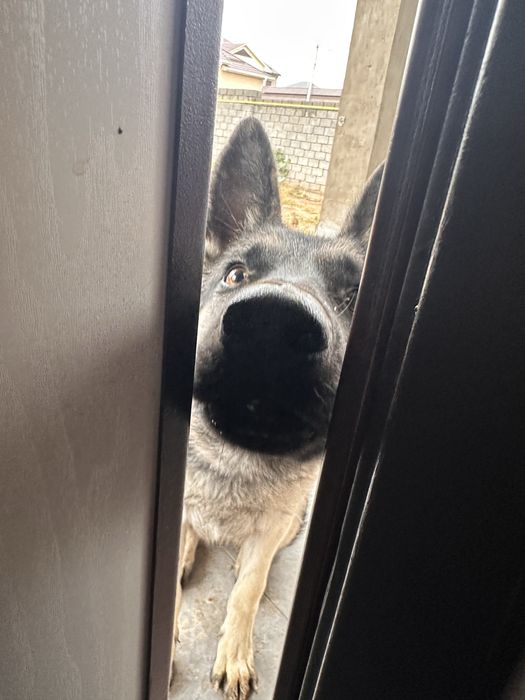 Собака овчарка женский род