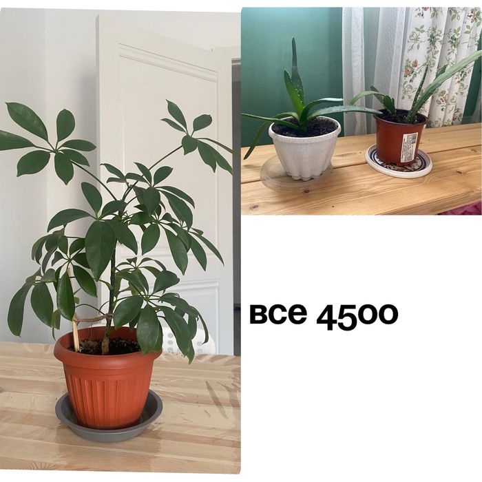 Цветы домашние цветущие