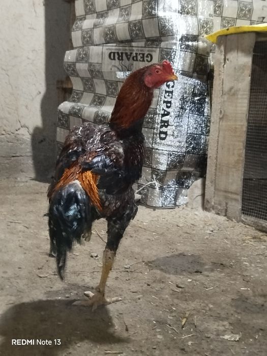 Kulangi zotdor xo'roz