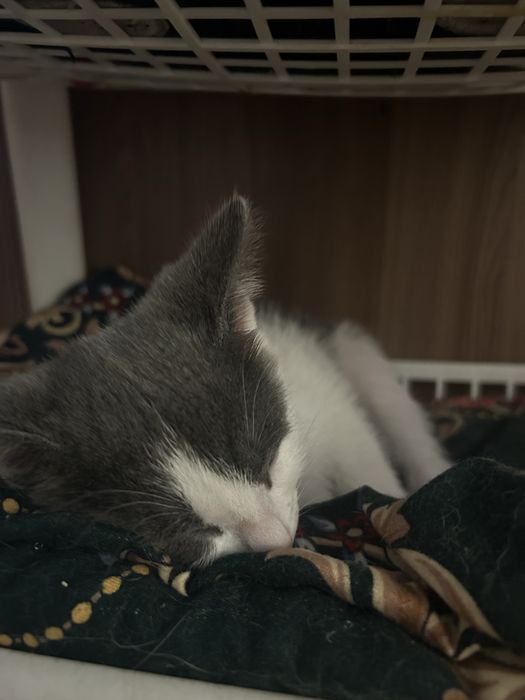Котенок отдам хорошей руке