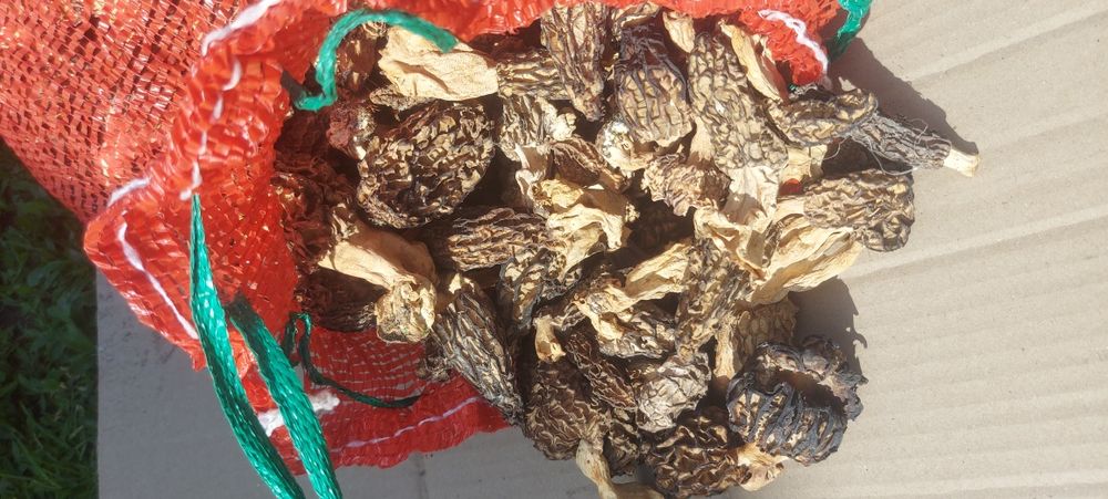 Грибы смарчок кепкен