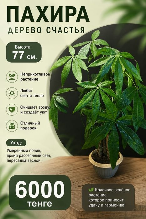 Разные домашние цветы
