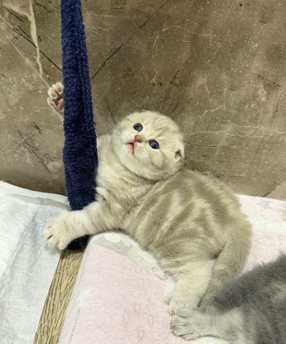 шотландские вислоухие котята