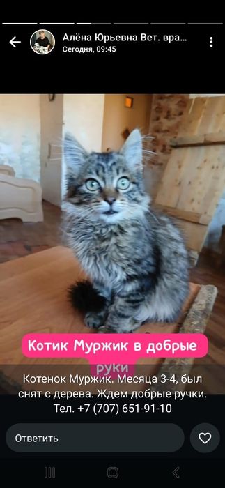 Котята в добрые руки