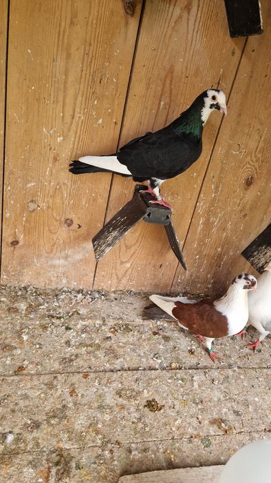 porumbei gălățeni de vânzare