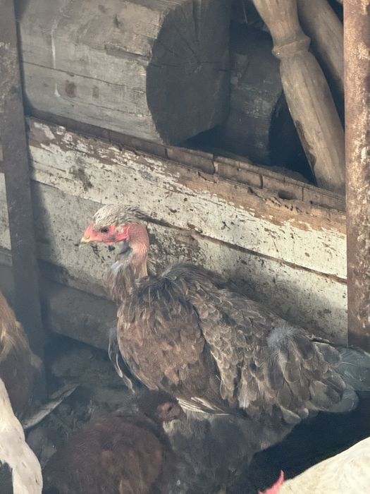 Продам курей и петухов