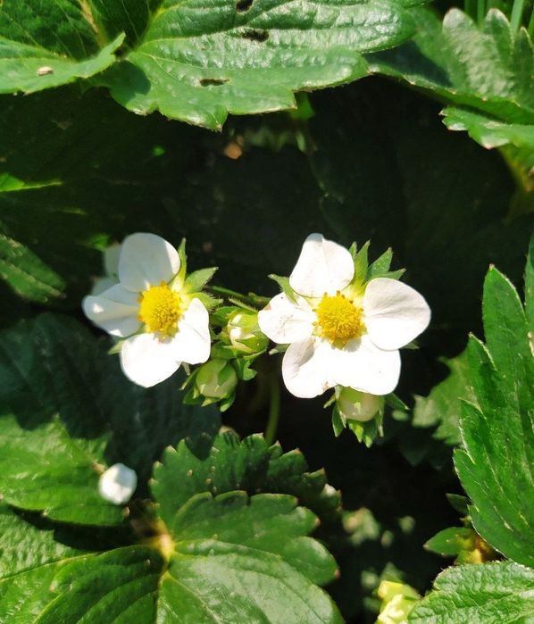 Продаётся Рассады Клубника с хорошим запхам и не павтариями вкусам